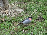 4月17-20日に見た鳥