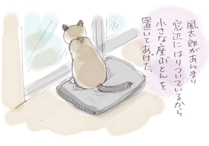 待ち猫来たらず.......