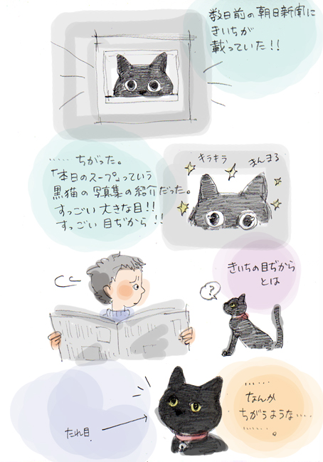 井の中の目ぢから猫