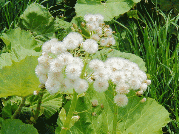 西熱郛 ニシネップ の植物 秋田蕗 アキタブキ