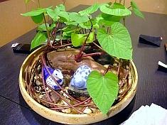 おばんざい くじら亭