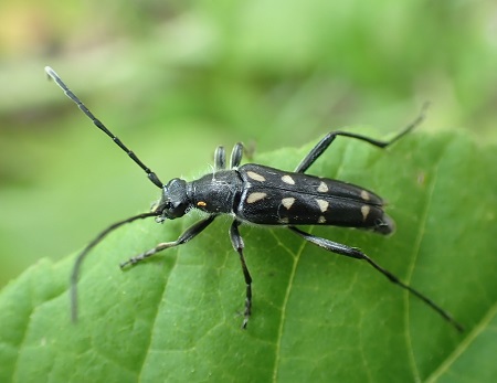 キモンハナカミキリ