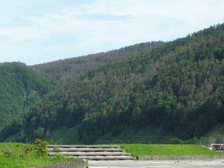 山の中にまで拡大したハバチによるカラマツの食害