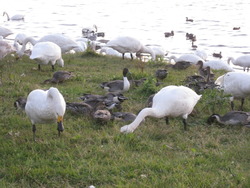 紅葉 それから、白鳥