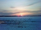 コハクチョウと夕陽
