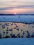 コハクチョウと夕陽