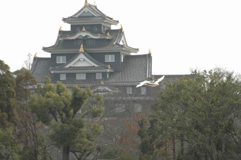 岡山後楽園　丹頂鶴放鳥