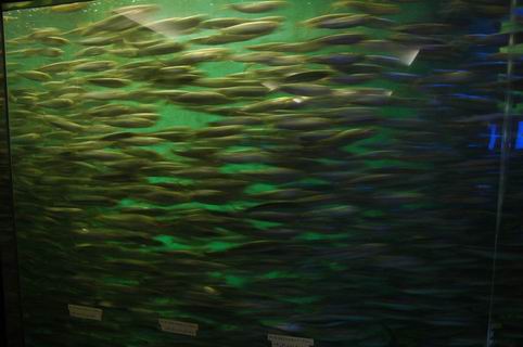 須磨海浜水族園　その１