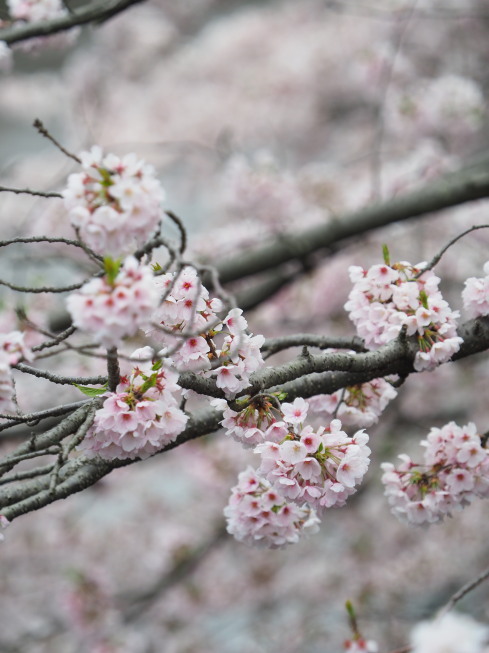 桜の季節 2017