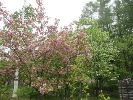 三種の桜