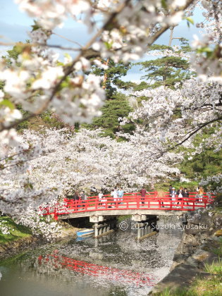 宮の森日記【出張編】●4/28(金)桜満開の弘前へ 宮の森日記【出張編】●4/28(金)桜満開の弘前へ