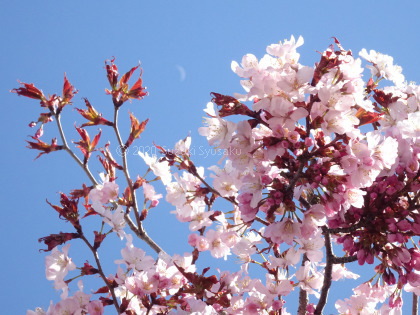 宮の森日記●桜と月