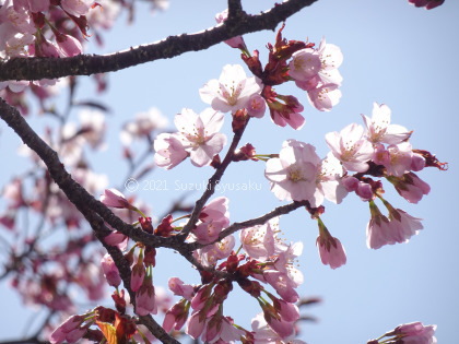 宮の森日記●桜 宮の森日記●桜
