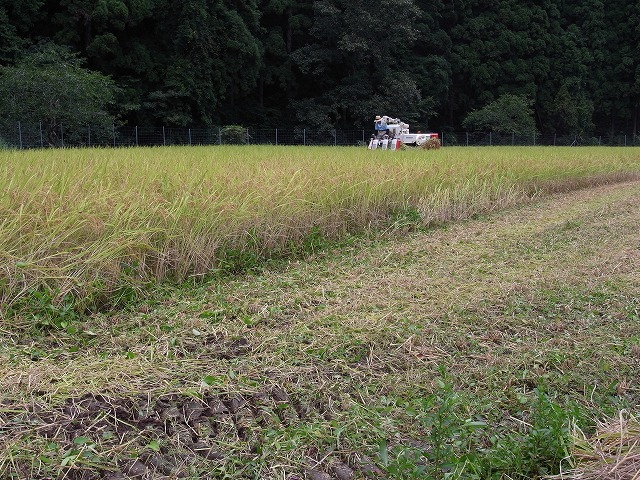 2010産米収穫