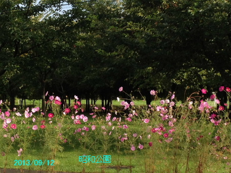 朝の昭和公園。