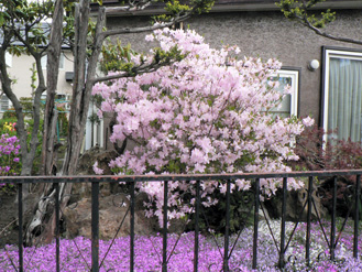 散歩道の花