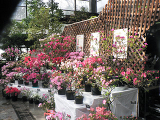 アザレア展