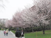 　公園の桜