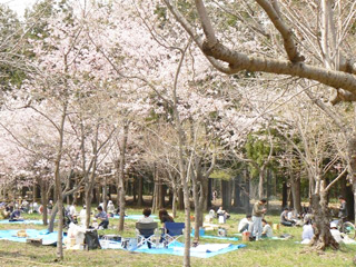 お花見