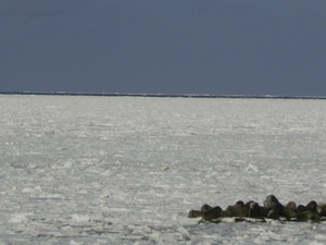 流氷が接岸