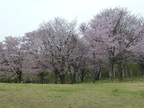 札幌の桜2014(真駒内公園編)