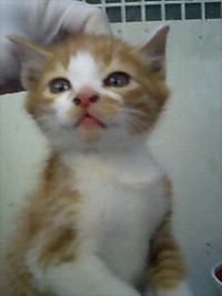にゃん。