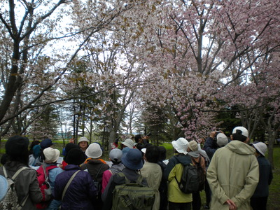 札幌市東区モエレ沼公園のサクラツアー2011に参加