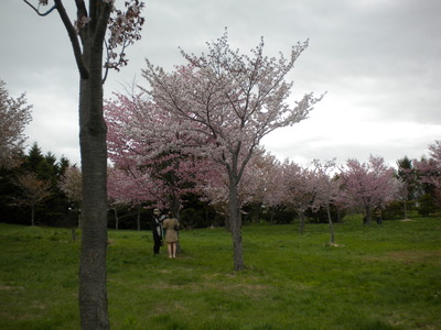 札幌市東区モエレ沼公園のサクラツアー2011に参加