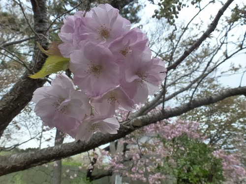 松前城の桜（北海道松前町）
