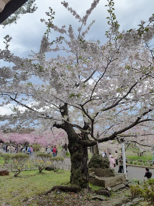 松前城の桜（北海道松前町）