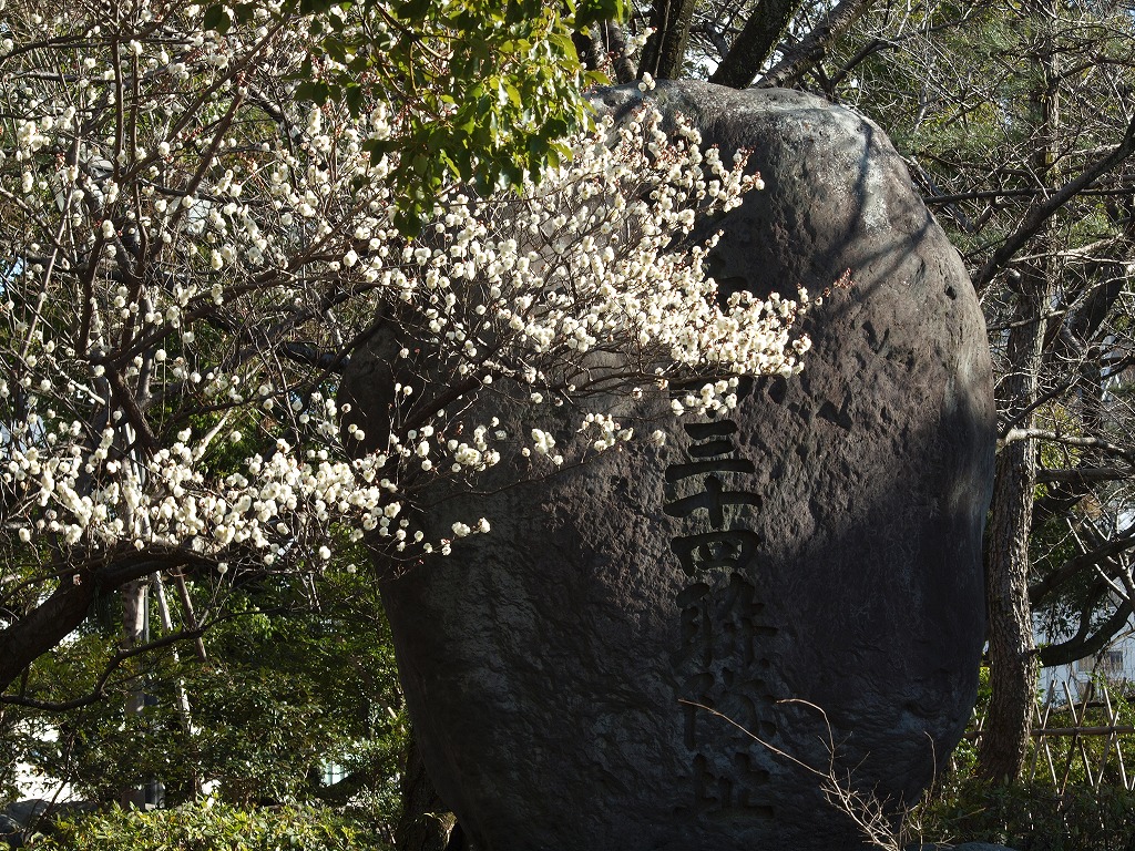 駿府公園に咲く梅の花