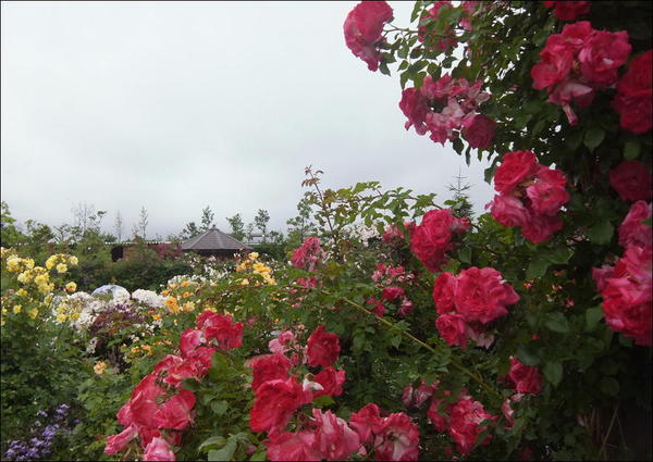 雨の花菜ガーデン